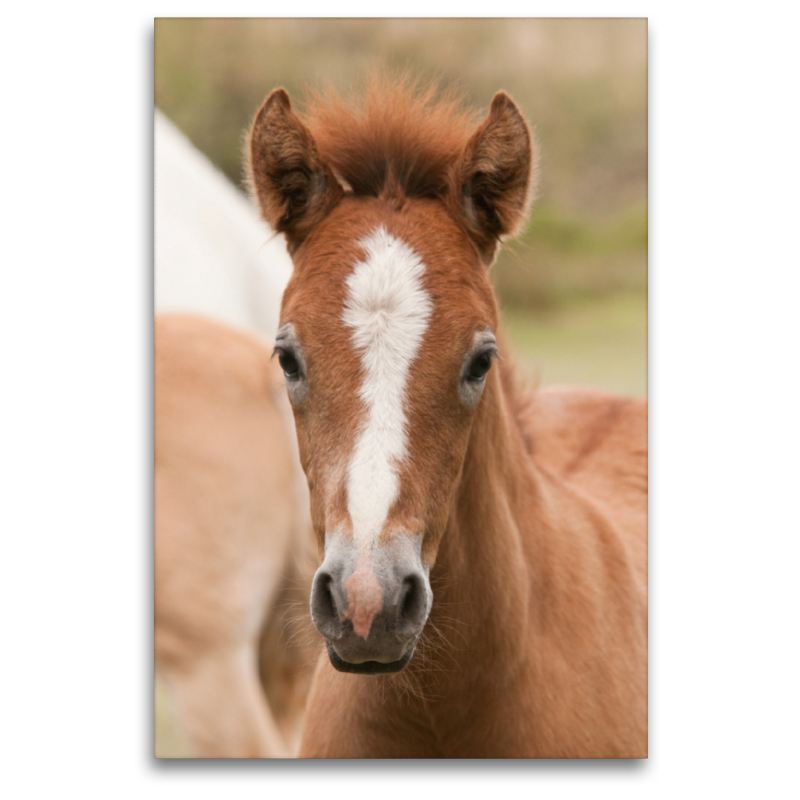 Camargue Pferd Fohlen