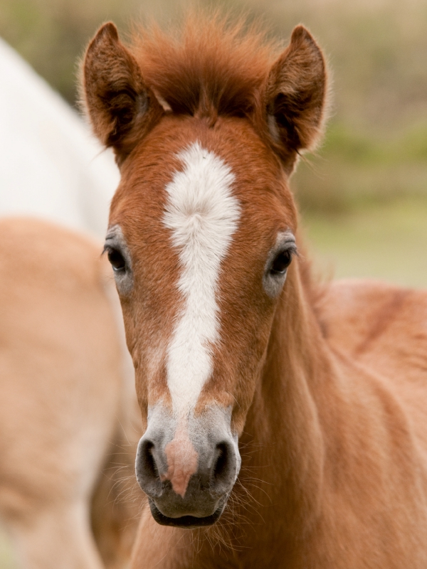 Camargue Pferd Fohlen