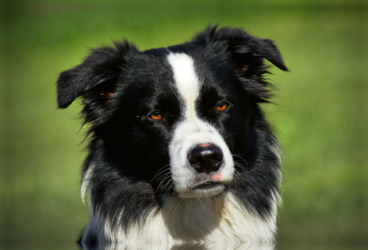 Border Collie