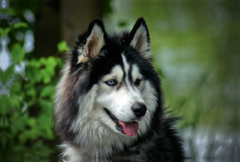 Husky