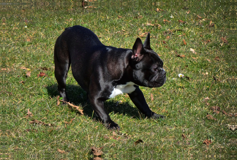 Spielende Französische Bulldogge