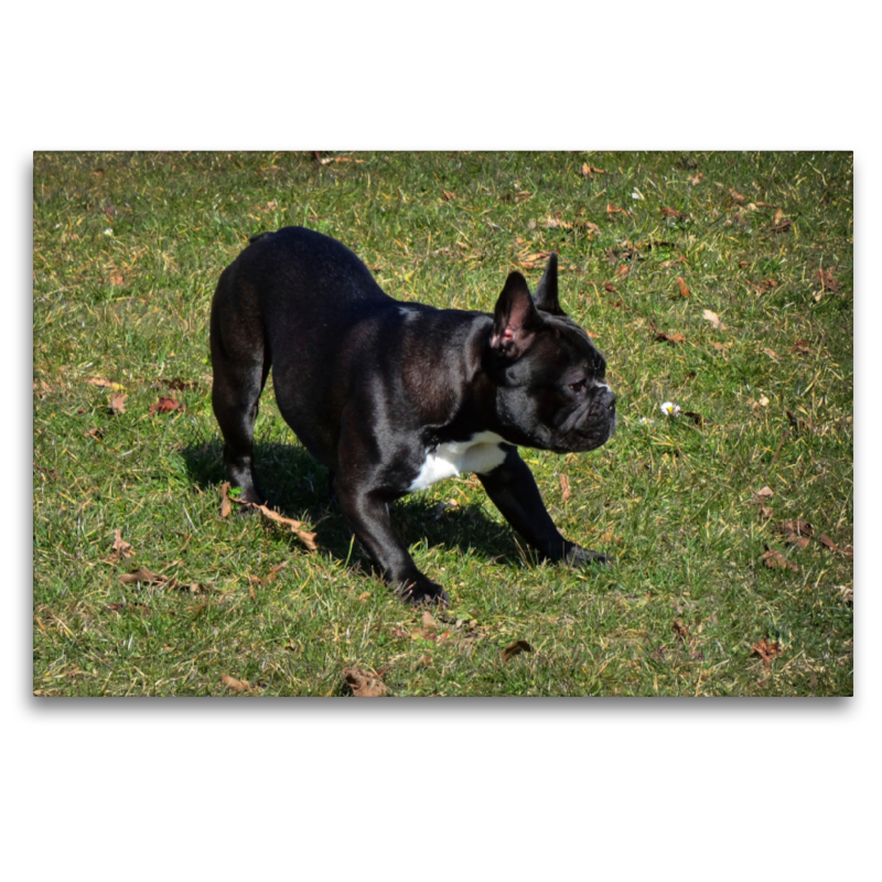 Spielende Französische Bulldogge