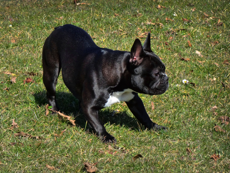 Spielende Französische Bulldogge