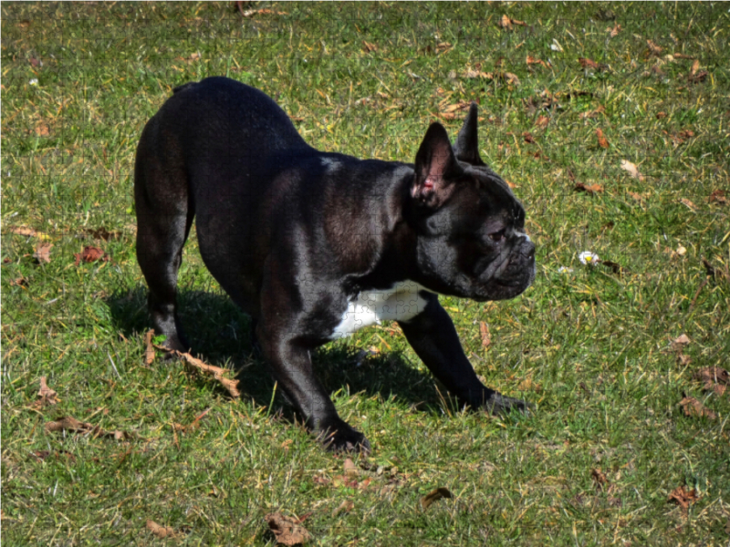 Spielende Französische Bulldogge