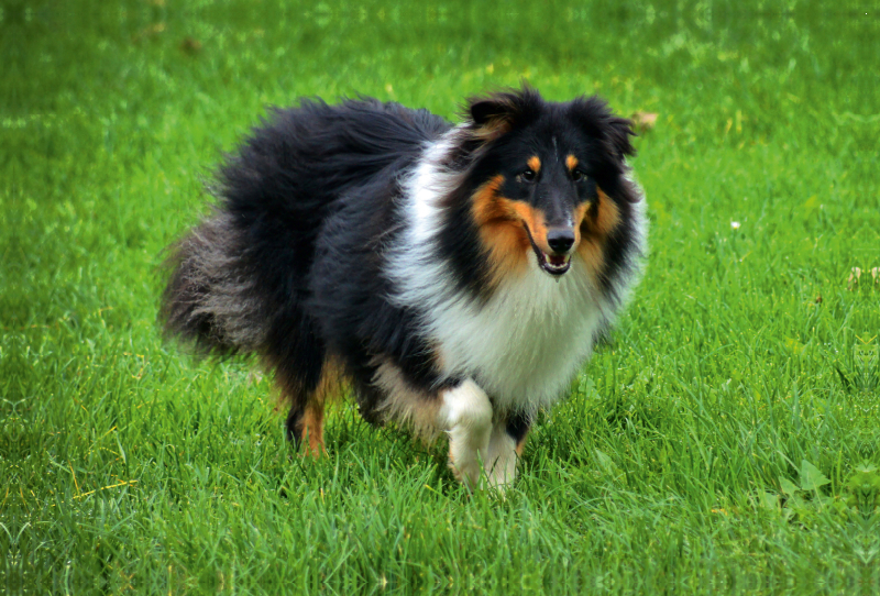 Langhaar Collie tricolor