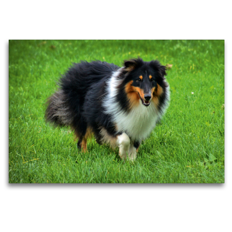 Langhaar Collie tricolor