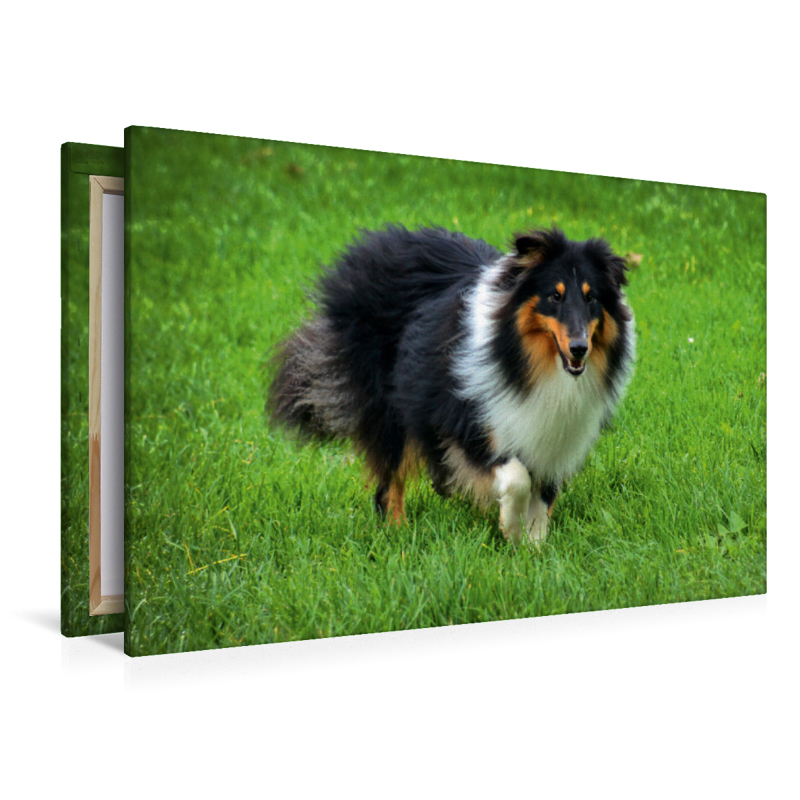 Langhaar Collie tricolor