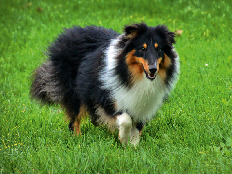 Langhaar Collie tricolor