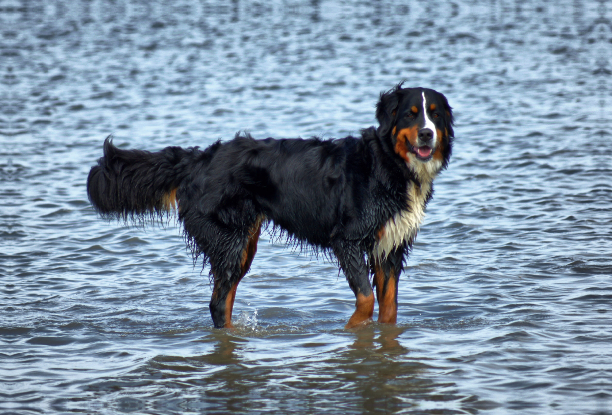 Berner Sennenhund in der Nordsee