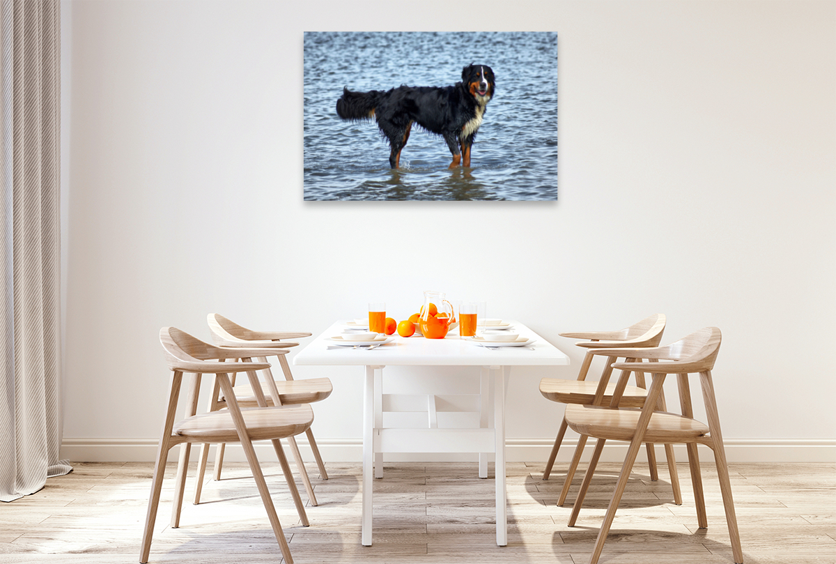 Berner Sennenhund in der Nordsee