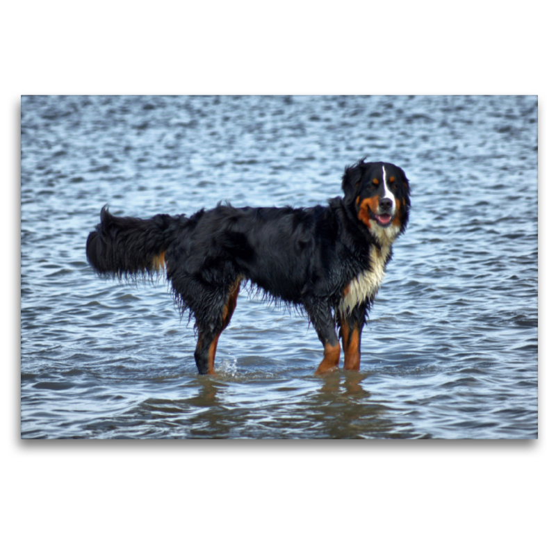 Berner Sennenhund in der Nordsee