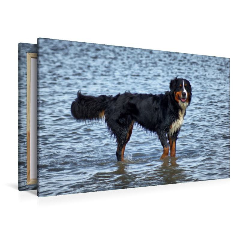 Berner Sennenhund in der Nordsee