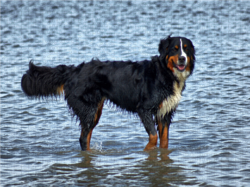 Berner Sennenhund in der Nordsee