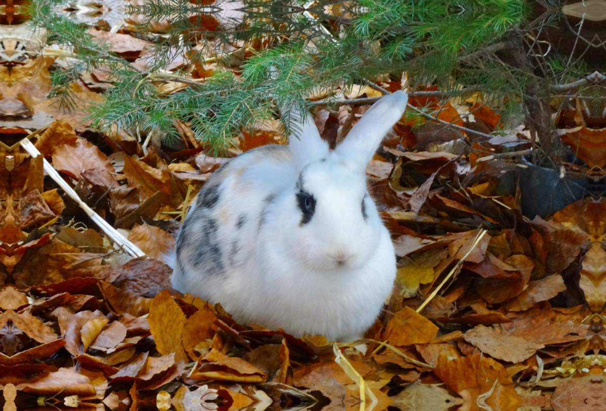 Kaninchen im Herbstlaub