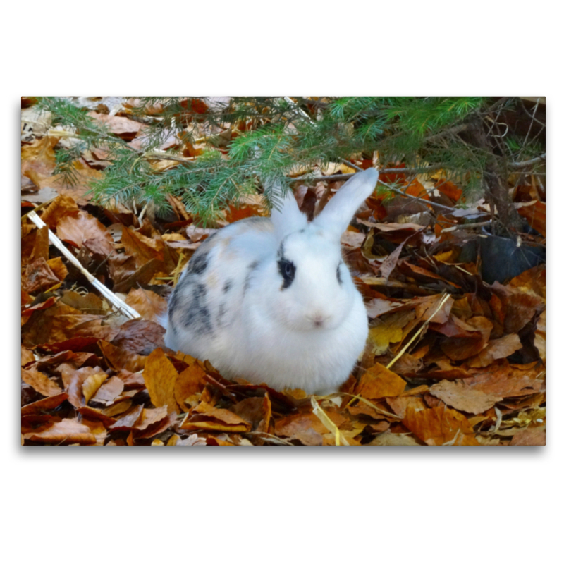 Kaninchen im Herbstlaub