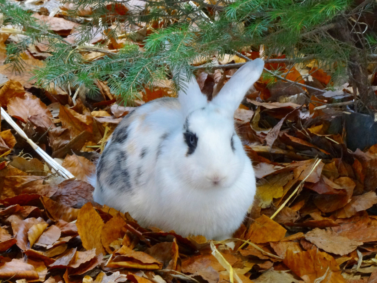 Kaninchen im Herbstlaub