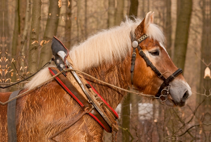 Rheinisches Kaltblut beim Holzrücken