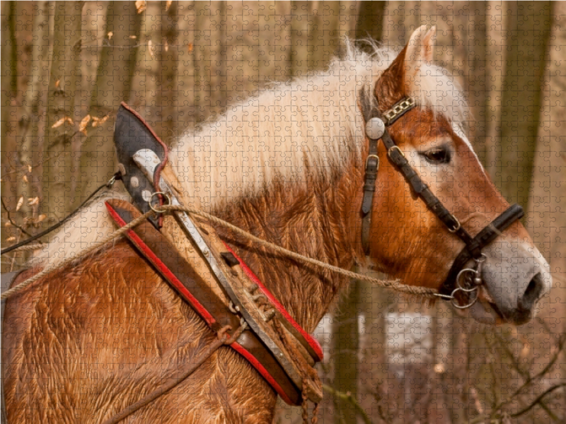 Rheinisches Kaltblut beim Holzrücken