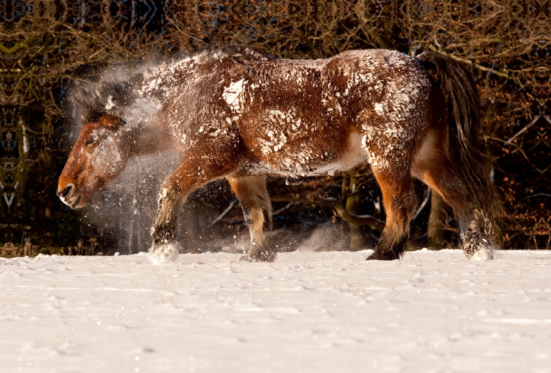 Kaltblüter fühlen sich auch im Schnee wohl