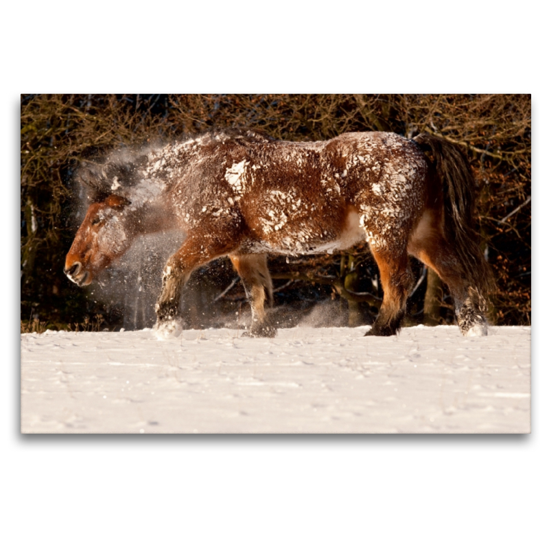 Kaltblüter fühlen sich auch im Schnee wohl