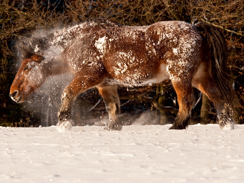 Kaltblüter fühlen sich auch im Schnee wohl