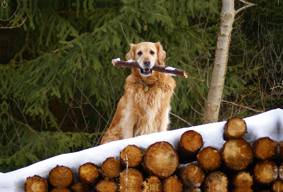 Golden Retriever im Winter