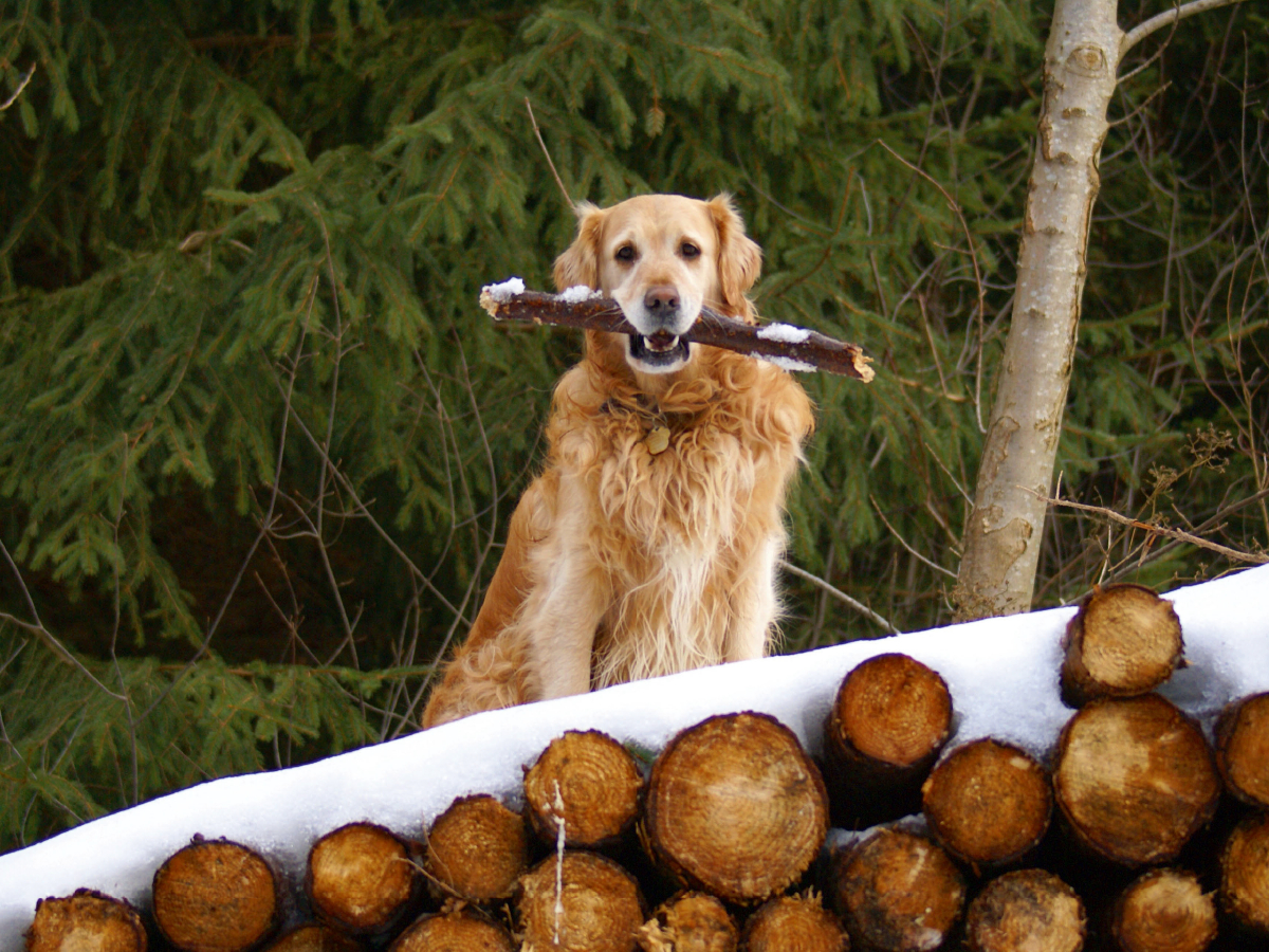 Golden Retriever im Winter