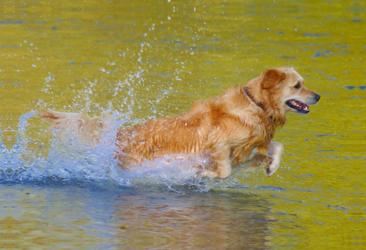 Golden Retriever im goldenen Wasser