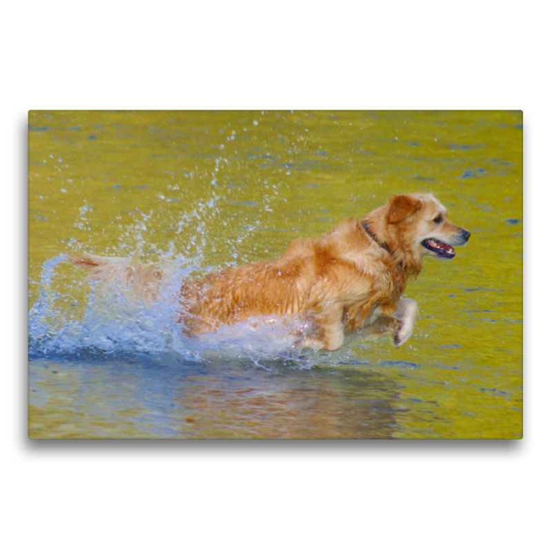 Golden Retriever im goldenen Wasser