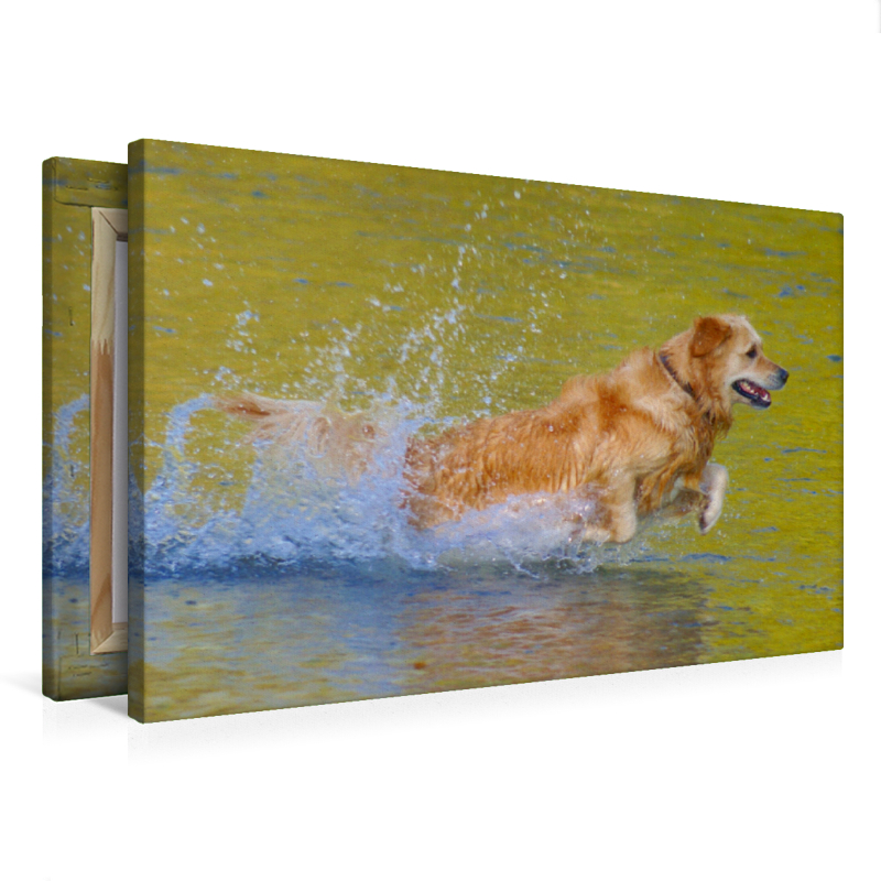 Golden Retriever im goldenen Wasser