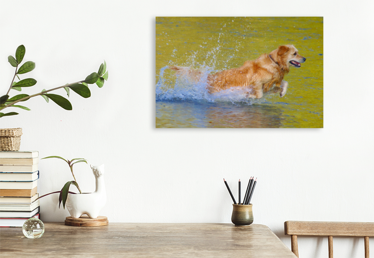 Golden Retriever im goldenen Wasser