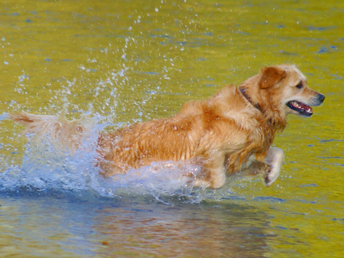 Golden Retriever im goldenen Wasser