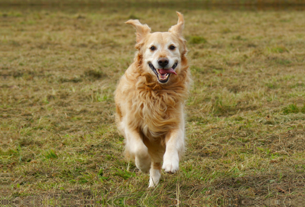 Golden Retriever in Aktion