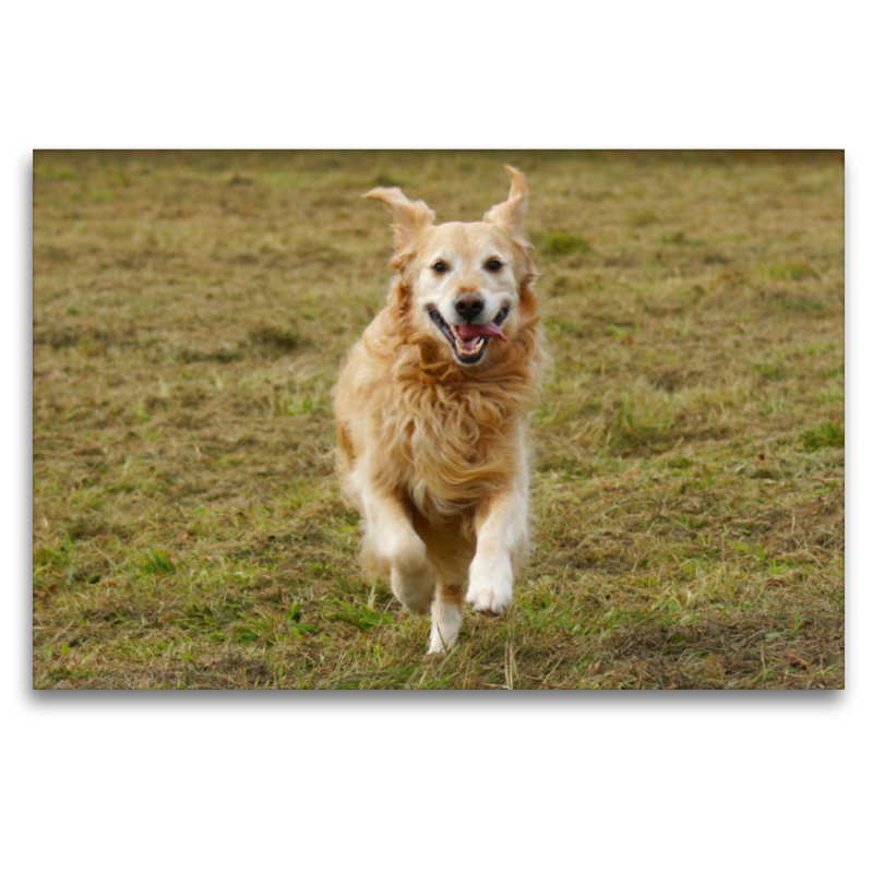 Golden Retriever in Aktion