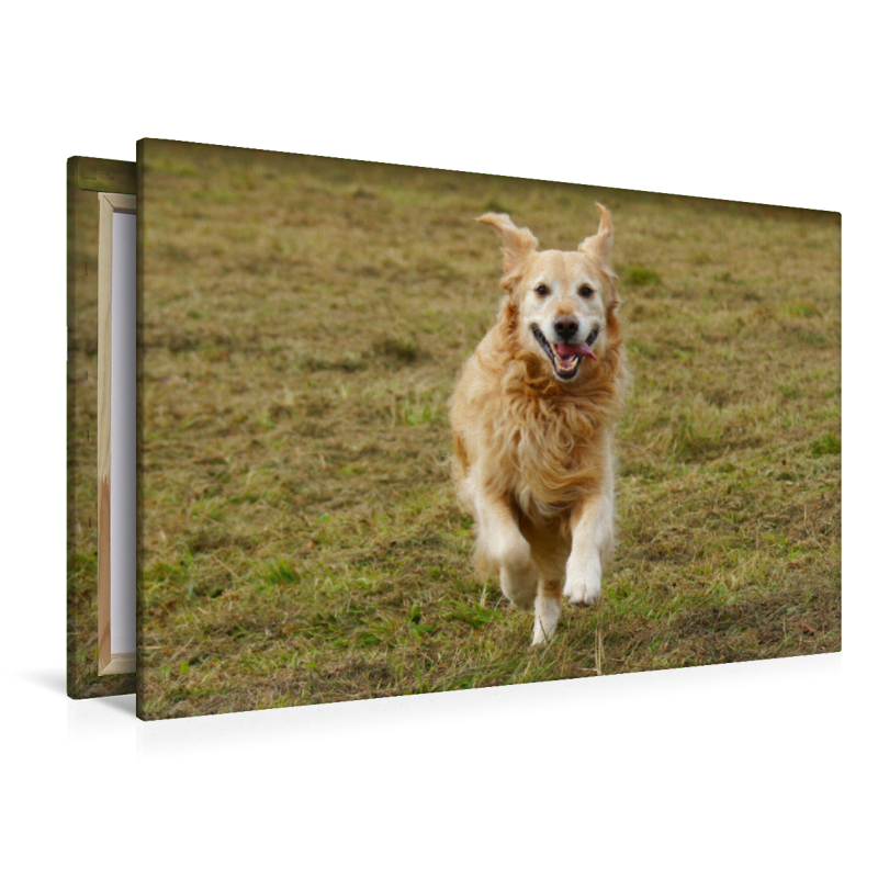 Golden Retriever in Aktion