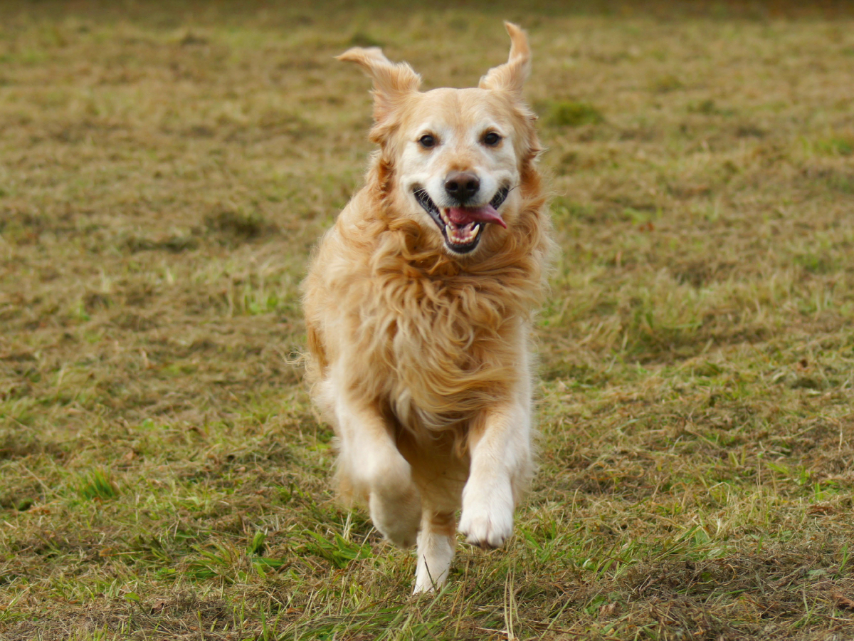 Golden Retriever in Aktion