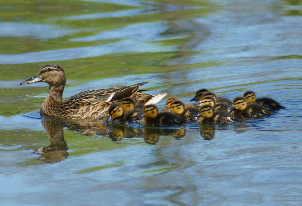 Stockente mit Küken