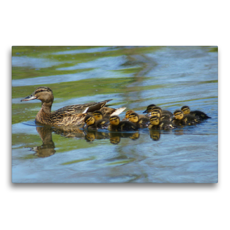 Stockente mit Küken