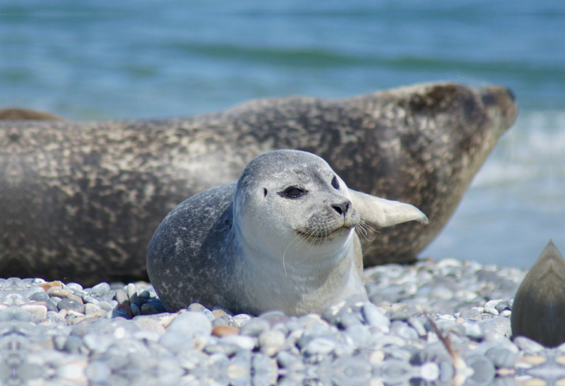 Robben Baby am Strand von Helgoland