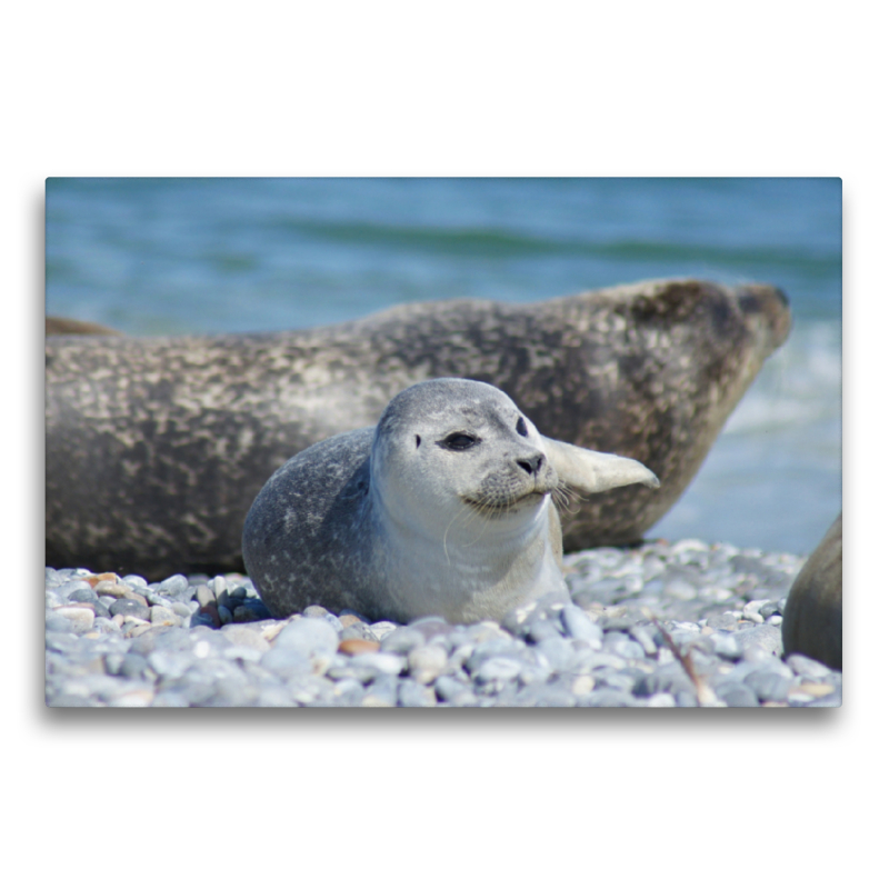 Robben Baby am Strand von Helgoland