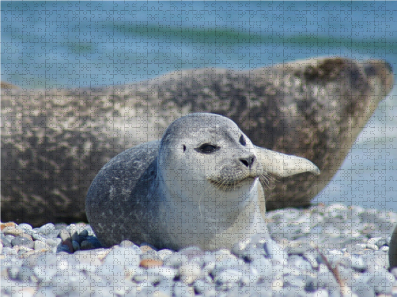 Robben Baby am Strand von Helgoland