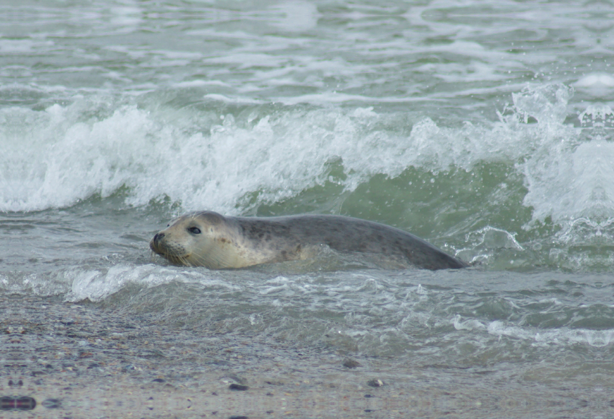 Robbe im Meer