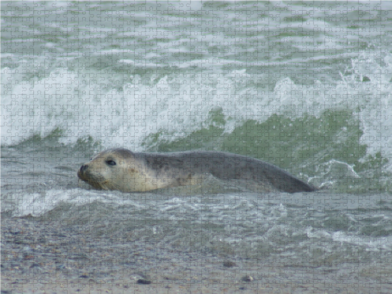 Robbe im Meer