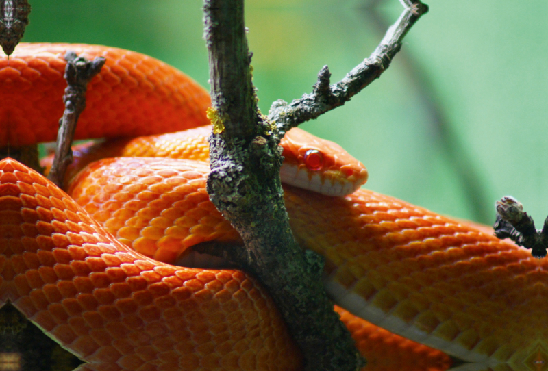 Rot orangene Kornnatter