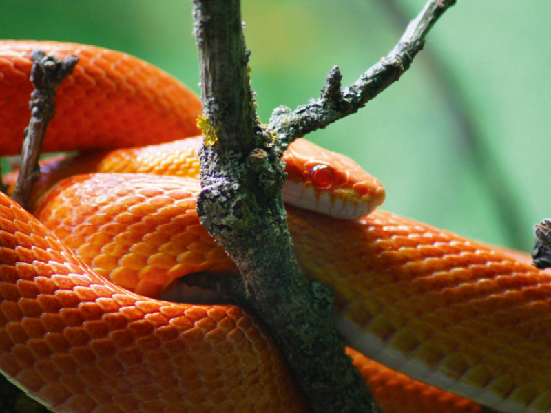 Rot orangene Kornnatter