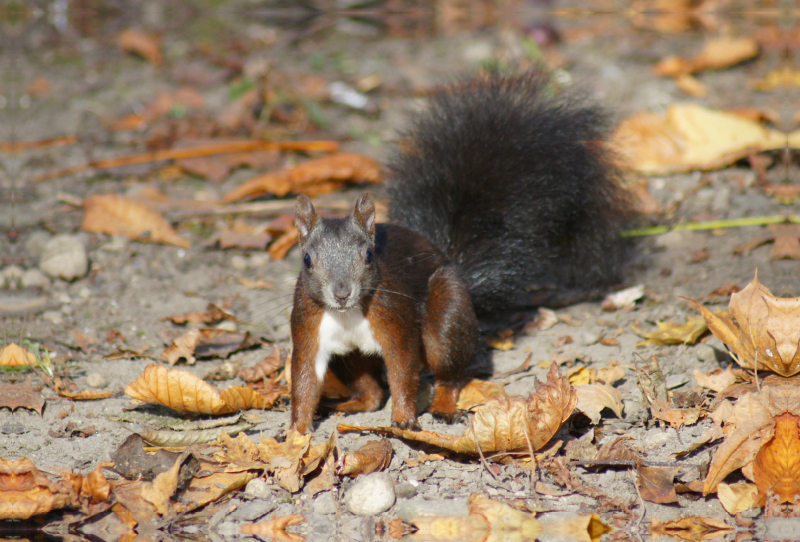 Braunes Eichhörnchen Baby im Herbst