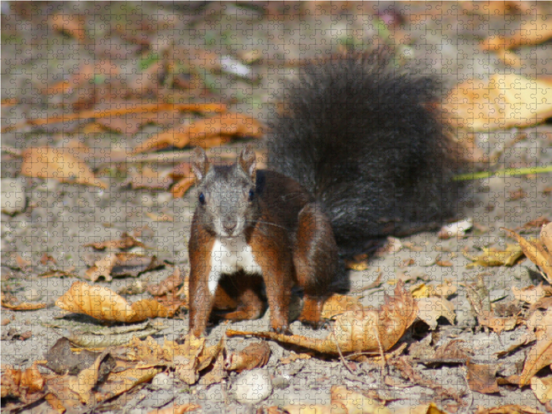 Braunes Eichhörnchen Baby im Herbst