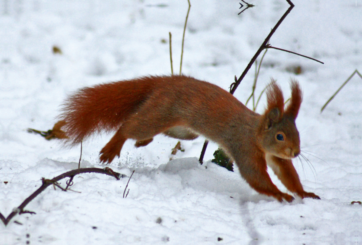 Rotes Eichhörnchen im Schnee