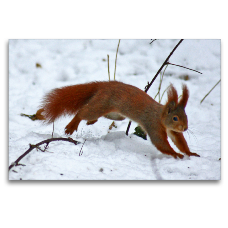 Rotes Eichhörnchen im Schnee