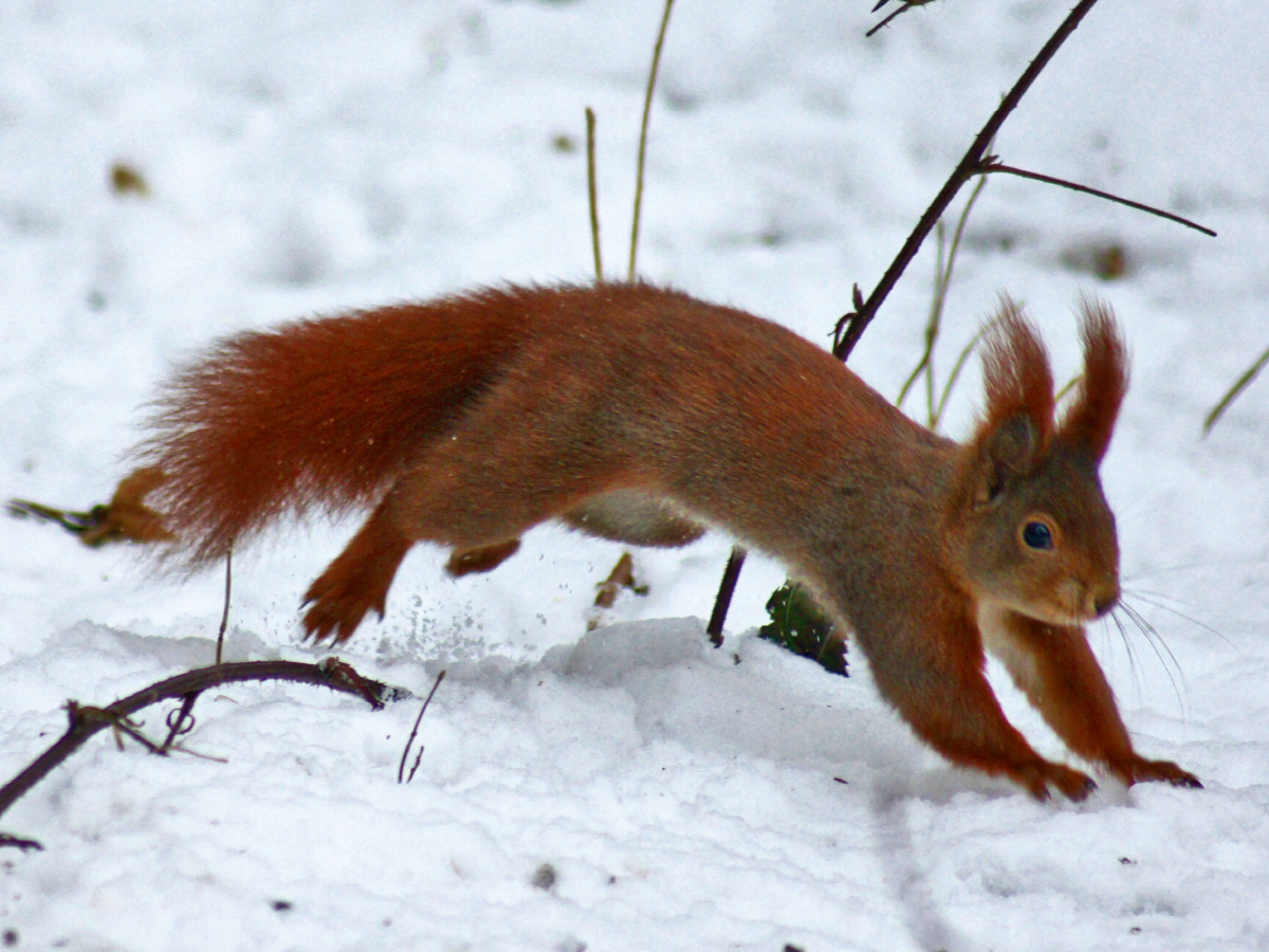 Rotes Eichhörnchen im Schnee